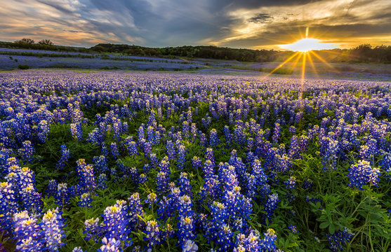 Texas bluebonnet field in sunset at Muleshoe Bend
