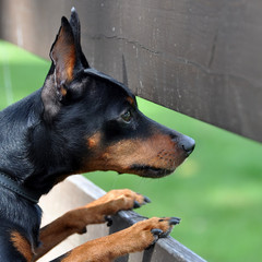 Miniature Pinscher dog looking from behind a fence