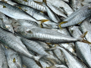 Fresh fishes in a market