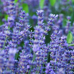 Fototapeta premium Lavendel