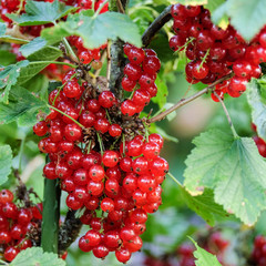 rote Johannisbeeren