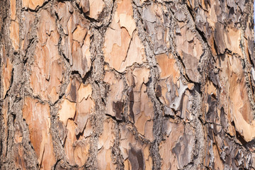 Tree Wood Texture Background Detail