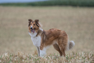 Weiß-Brauner Collie steht auf einem Feld