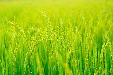 paddy field with ray of lights