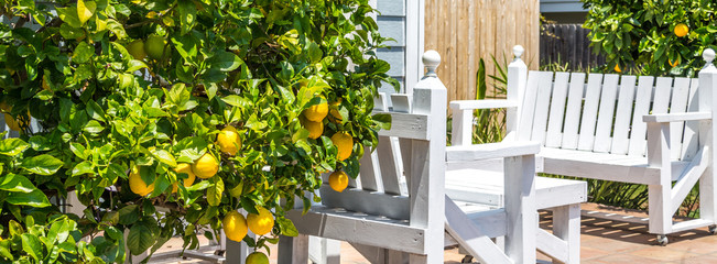 Ripe lemons hanging on a tree