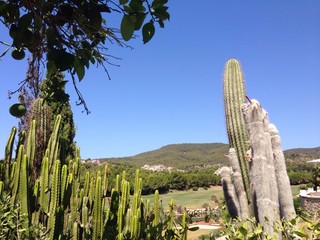 Baléares  Palma de Mallorca cactus © A S Santacreu Anita