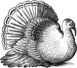 Thanksgiving Day turkey Vintage image