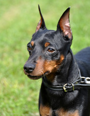 Fototapeta na wymiar Portrait of purebred Miniature Pinscher Dog on grass