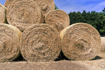 Hay bales (Straw rolls) on a late autumn afternoon. Germany.