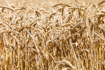 ears of ripe wheat on plantation