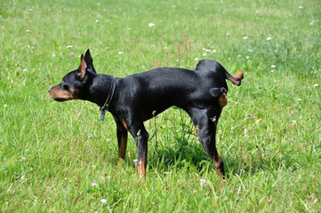 Miniature Pinscher dog pee-pee on the grass