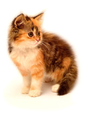 Beautiful multi-colored kitten, striped and red