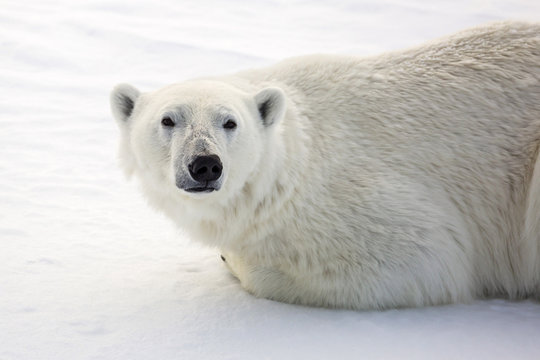 Adult polar bear (Ursus maritimus) on first year sea ice in Olga Strait, near Edgeoya, Svalbard, Arctic