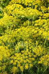 Obraz premium yellow flowers on dill herb in garden in evening