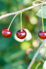 three red cherry ripe fruits on twig
