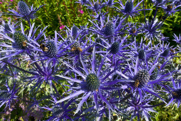 Blue thistle like flower of ERYNGIUM ALPINUM 'BLUE STAR' in a herbaceous border.