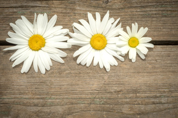 three chamomile flowers on a wooden background