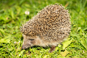 Young hedgehog in natural habitat