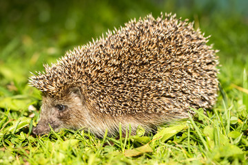 Young hedgehog in natural habitat