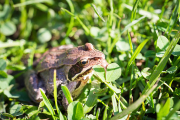 Frog in the grass