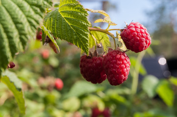 garden raspberries on a branch
