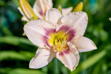 Pink and Yellow Day-lily Blossoms - Hemerocallis