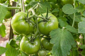 green tomatoes grow in the garden