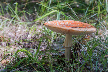 Mushroom in the forest close up