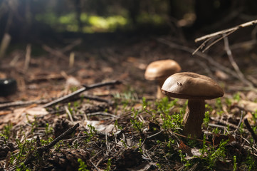 Mushroom in the forest close up