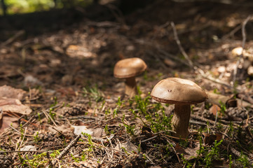 Mushroom in the forest close up