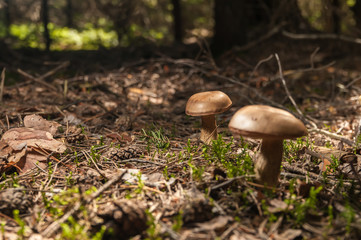 Mushroom in the forest close up