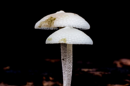 Wild mushrooms, in the wild nature 