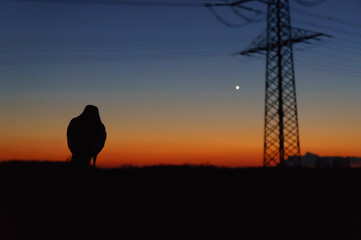 Naklejka premium Abendstimmung mit Rabe