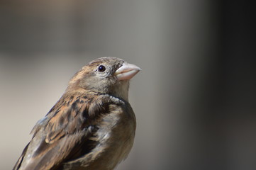 moineau 