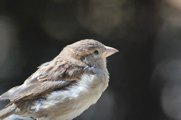 moineau 