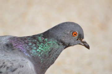 pigeon