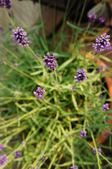 Lavendel in voller Blüte