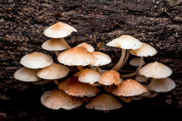 Wild mushrooms, in the wild nature 