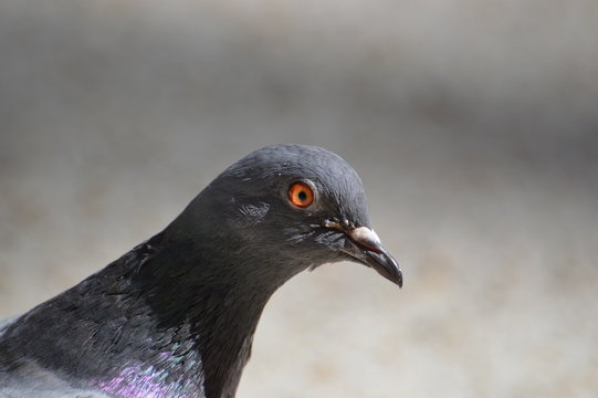 pigeon