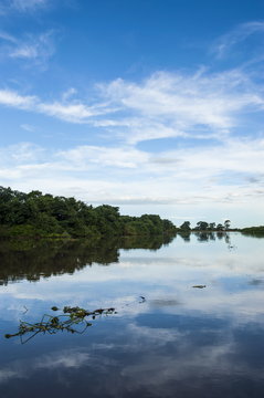 Trees reflecting in the water in a river in the Pantanal, Brazil