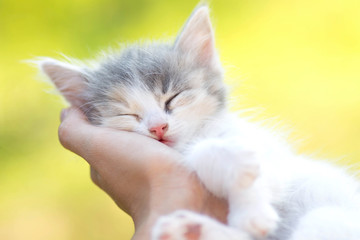 little  sleeping kitten in the hands of girl