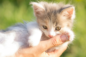 little kitten in the hands of women
