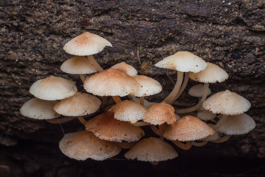 Wild mushrooms, in the wild nature 