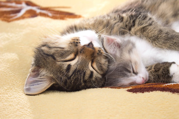 two sleeping kitten on the bed