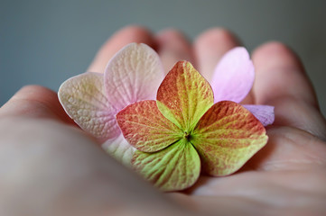 Hand holding hydrangea flower petals  