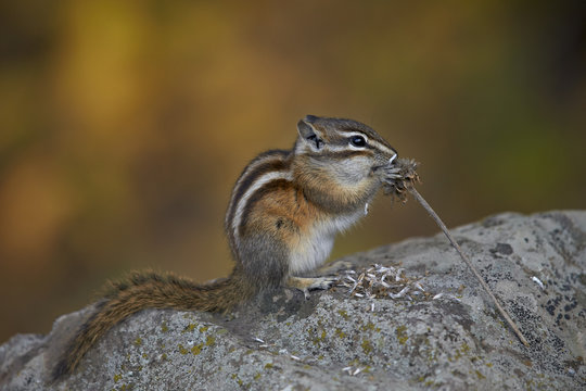 Uinta chipmunk (Tamias umbrinus) eating, Grand Mesa National Forest, Colorado