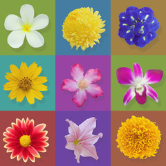 set of multicolored flowers