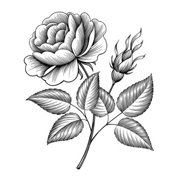 Vintage old school flash rose | Free Vector Illustration - rawpixel