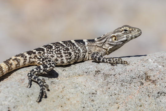 Juvenile Isla San Esteban spiny-tailed iguana (Ctenosaura conspicuosa) basking in the sun on Isla San Esteban, Baja California, Mexico