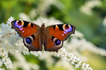 European Peacock